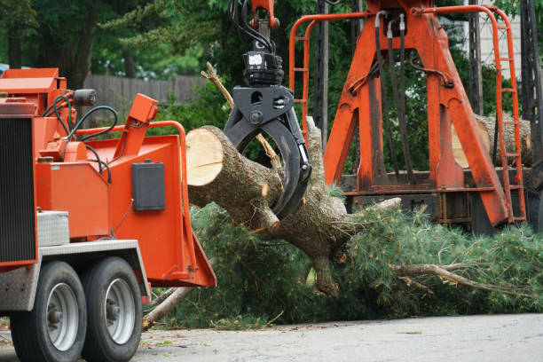 How Our Tree Care Process Works  in  Barre, VT